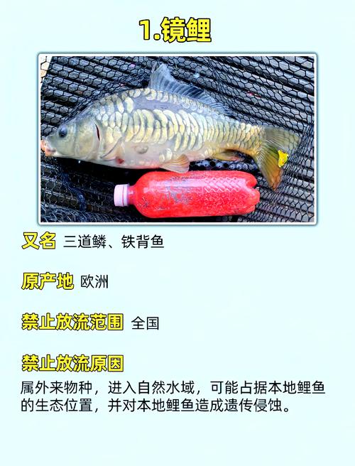 新澳2025正版免費資料和放生2.5万斤外来鲇鱼与放生鲇鱼的功德