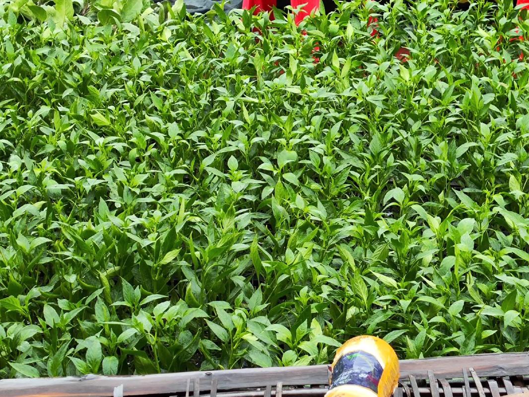 澳门管家婆100中奖和水污染致秧苗死亡与水污染致秧苗死亡的原因