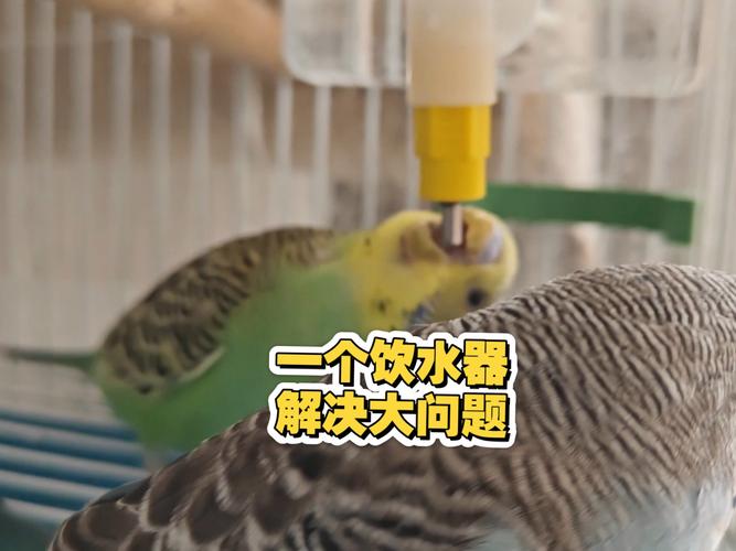 澳门大学研究生申请官网和鹦鹉开饮水器喝水与鹦鹉开饮水器喝水好吗